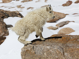 Yearling Mountain Goat (Oreamnos Americanus)  Rocky Mountains  North America