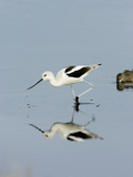 American Avocet (Recurvirostra Americana)  Merritt Island National Wildlife Refuge  Florida