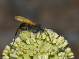 Tarantula Hawk Wasp (Pepsis Pallidolimbata) on Desert Milkweed (Asclepias Erosa) Red Rock Canyon