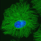 Confocal Light Micrograph of Cultured Cell in Which the Microtubules Have Been Stained Green