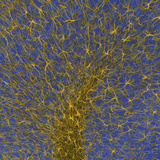 Cerebellar Glia  GFAP Labeling  Confocal Microscopy