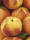 Peaches (Prunus Persica)