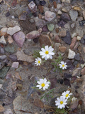 Desert Star (Monoptilon Bellioides)  Death Valley National Park  California