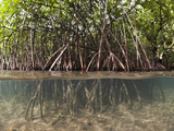 Split Image of Mangroves and their Extensive Prop Roots  Risong Bay  Micronesia  Palau