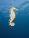 Common Seahorse (Hippocampus Ramulosus)  Tamariu  Costa Brava  Mediterranean Sea  Spain