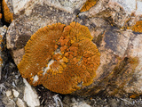 Crustose Lichens on Rocks  White Mountains  California  USA