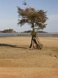 Dry Lake Bed of Lake Marion in the Santee Cooper Lake System During the Fall Drought of 2009