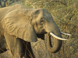 Afrian Elephant Head (Loxodonta Africana)  South Luangwa National Park  Zambia