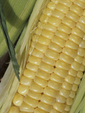 Close-Up of an Ear of Kandy Korn Variety Sweet Corn