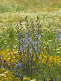 Parish's Desert Larkspur (Delphinium Parishii) Goldfields (Lasthenia) and Tidy Tips