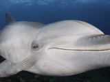 Atlantic Bottlenose Dolphin (Tursiops Truncatus)  Curacao  Netherland Antilles  Caribbean