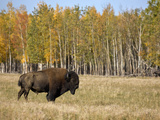 Buffalo Being Raised on a Ranch (Bison Bison)  Delta Junction  Alaska  USA
