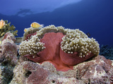 Pink Anemonefish (Amphiprion Perideraion) Associated with the Sea Anemone (Heteractis Magnifica)