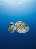 Nautilus  (Nautilus Pompilius)  Great Barrier Reef  Australia