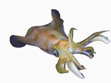 Bigfin Reef Squid (Sepioteuthis Lessoniana)
