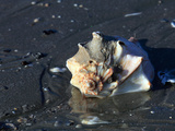 Knobbed Whelk Shell on Sandy Beach