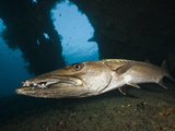 Great Barracuda at Liberty Wreck  Tulamben  Bali  Indonesia