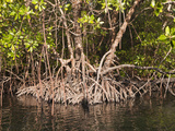 Mangroves of Misool  Raja Ampat  West Papua  Indonesia