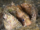 Shortfin Lionfish (Dendrochirus) Resting in Shell  Lembeh Strait  North Sulawesi  Indonesia