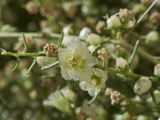 Cheesebush Flower (Hymenoclea Salsola)  Joshua Tree National Park  Mojave Desert  California  USA