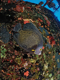 French Angelfish on the Hilma Hooker Ship Wreck  Pomacanthus Paru  Netherlands Antilles