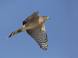 Sharp-Shinned Hawk Flying (Accipiter Striatus)