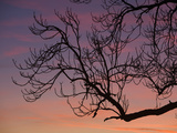Winter Deciduous Tree Branching Pattern at Sunset