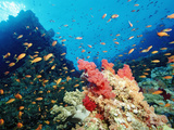 Harem Flag Basslet School over Coral Reef (Pseudanthias Squamipinnis)