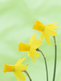 Daffodil Flowers (Narcissus Cyclamineus)  Jetfire Variety