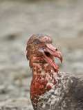 Southern Giant Petrel Eating Dead Ant Fur Seal   Macronectes Giganteus