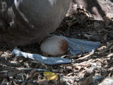Waved Albatross Incubating an Egg (Phoebastria Irrorata)  Galapagos Islands  Ecuador