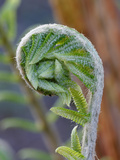 Cinnamon Fern