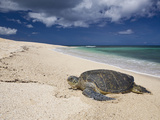 Green Sea Turtle on a Beach (Chelonia Mydas)  Oahu  Pacific Ocean  Hawaii  USA