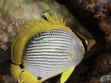 This Black-Back Butterflyfish (Chaetodon Melannotus)