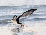 Black Skimmer (Rynchops Niger) Foraging for Fish by Skimming the Water's Surface
