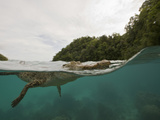 Saltwater Crocodile Swimming with its Head Just Above the Surface (Crocodylus Porosus) Micronesia