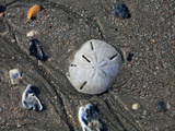 Keyhole Sand Dollar (Mellita Quinquiesperforata) Bleached Skeleton on Beach at Low Tide