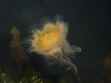 Lion's Mane Jellyfish (Cyanea Capillata)  Katmai National Park  Alaska