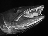 Great Barracuda  Tulamben  Bali  Indonesia