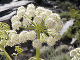 Poison Angelica (Angelica Lineariloba)  Ancient Bristlecone Forest  California