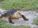 Galapagos Land Iguana Walking (Conolophus Subcristatus)  North Seymour  Galapagos Islands  Ecuador