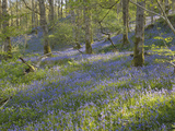 English Bluebells (Endymion Nonscriptus) on the Forest Floor