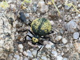 Desert Spider Beetle (Cysteodemus Armatus)  Joshua Tree National Park  California  Mojave Desert