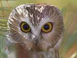 Northern Saw-Whet Owl Head