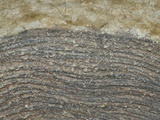 Living Stromatolites  Glacier National Park  Montana  USA  Museum of the Rockies  Bozeman  Montana