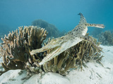 Saltwater Crocodile Swimming Near a Coral Reef (Crocodylus Porosus)  Micronesia  Palau