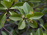Red Mangrove (Rhizophora Mangle) Elizabeth Bay  Isabelisland  Albermarle Island  Galapagos