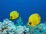 Masked Butterflyfish (Chaetodon Semilarvatus)  St Johns Reef  Rotes Meer  Egypt