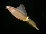 Southern Squid Swimming (Sepioteuthis Australis)  Australia