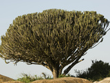Euphorbia Tree or Candelabra Euphorbia  Euphorbia Candelabrum  Serengeti National Park  Tanzania